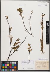 Salix bicolor Ehrh. ex Willd.